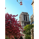 Printemps : Notre Dame de Paris